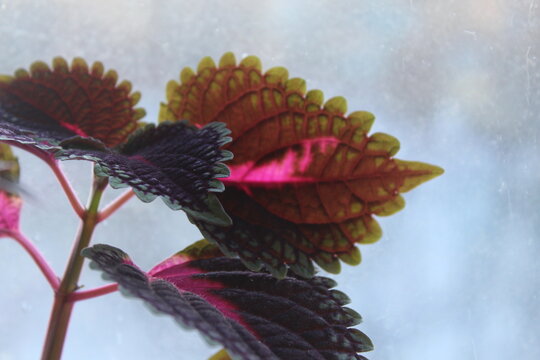 Close-up Of Purple Flowering Plant