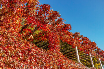 Pergola covered with red autumn leaves