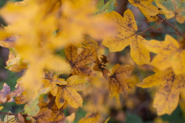 Yellow autumn leaves group
