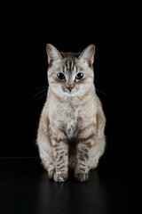 brown cat sitting on black background