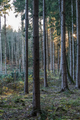 Obraz premium Lichtstimmung im Herbstlichen Mischwald