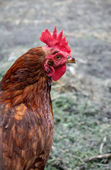 Cute single red hair hen walking in a hen house or in a free range on a farm in the village