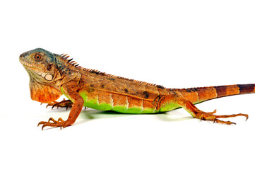 Green iguana, orange morph // Grüner Leguan, rot-orange Farbvariante (Iguana iguana)