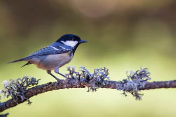 Cute bird coal tit. Colorful nature background. 