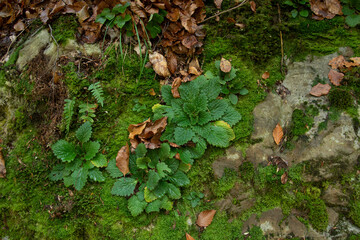 Green plant in the forest