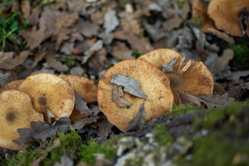 Yellow mushrooms with leaves on top