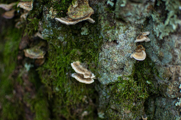Mushroom growing on tree trunk with moss