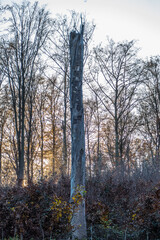 Lichtstimmung im Herbstlichen Mischwald