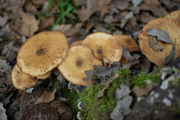 Multiple yellow mushrooms closeup