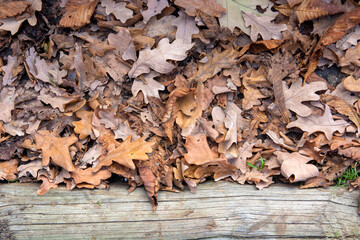 fallen autumn leaves