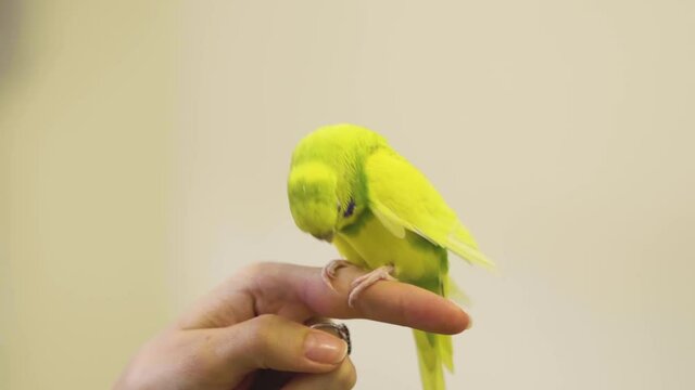 tame yellow wavy female parrot sits on the index finger of a woman's  left hand, turns her head and looks in different directions.