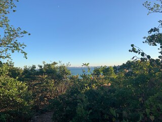 Obraz premium trees in the mountains