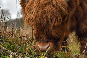 Scotland cattle