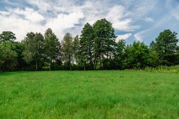 Summer landscape. Green meadow against trees