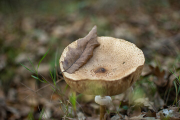 Leaf inside mushroom closeup