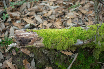 Naklejka na ściany i meble Green moss on fallen tree trunk