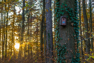 Lichtstimmung im Herbstlichen Mischwald © focus finder