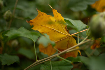 Yellow leaf in green bush