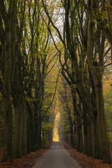 Foto auf Leinwand path in the forest © Annemarie
