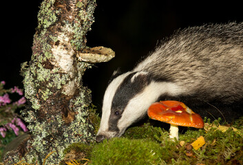Badger, Scientific name: Meles Meles.  Close up of a wild, native, Eurasian badger foraging in natural woodland habitat with Fly Agaric mushroom, green moss and lichen.  Horizontal.  Space for copy.