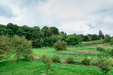 Obraz premium Summer landscape. Green meadow against trees