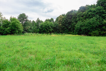 Summer landscape. Green meadow against trees