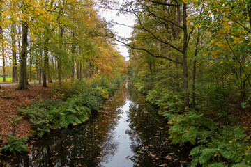 river in autumn forest