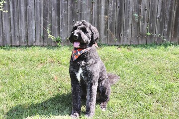 Black Goldendoodle