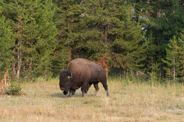 bison in park national park