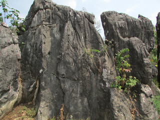 tree on the rocks