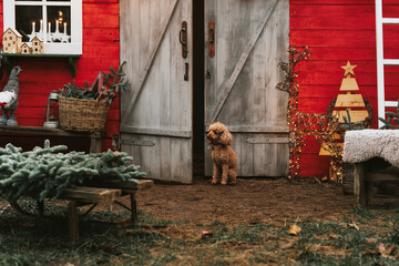 dog red poodle sitting on the porch of a house decorated for Christmas, backyard porch of the rural...