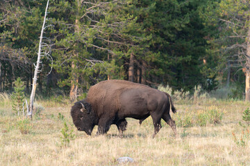 american bison in park