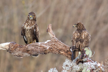 Mäusebussarde (Buteo buteo)