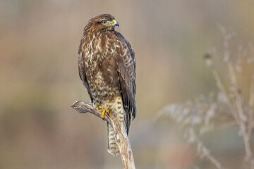 Mäusebussard (Buteo buteo)