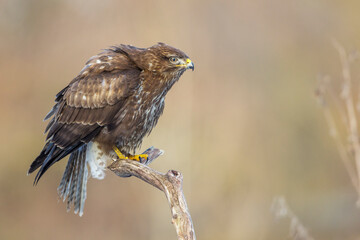 Mäusebussard (Buteo buteo)