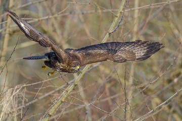 Mäusebussard (Buteo buteo)