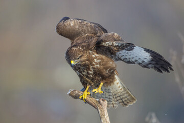 Mäusebussard (Buteo buteo)