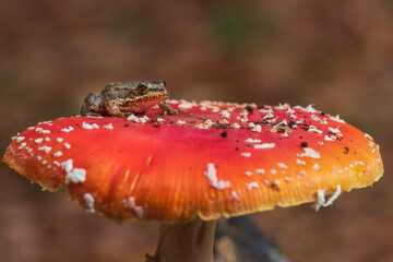fly agaric mushroom