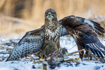 Mäusebussard (Buteo buteo)