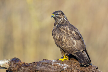 Mäusebussard (Buteo buteo)