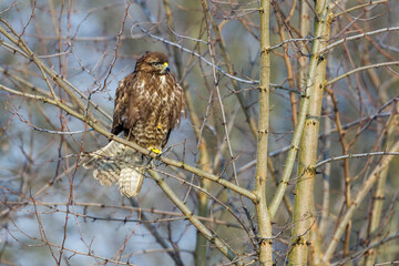 Mäusebussard (Buteo buteo)