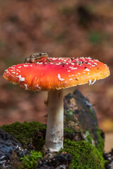 amanita muscaria fly mushroom