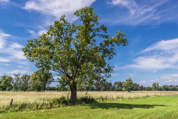 Fototapeta na wymiar Single tree on a summer meadow in Mazowsze region of Poland
