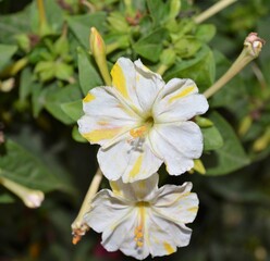 diego de la noche blanca