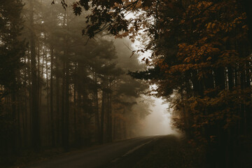 Empty road through the foggy autumn morning forest