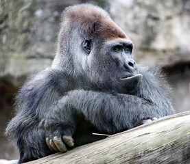 Large adult dominant alpha male gorilla looks away.
