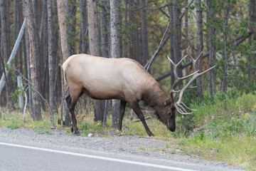 Large elk in woods