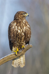 Mäusebussard (Buteo buteo)