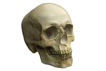 3D render of Human Skull isolated on white