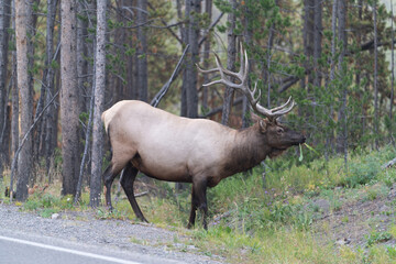 Naklejka na ściany i meble Large elk in woods
